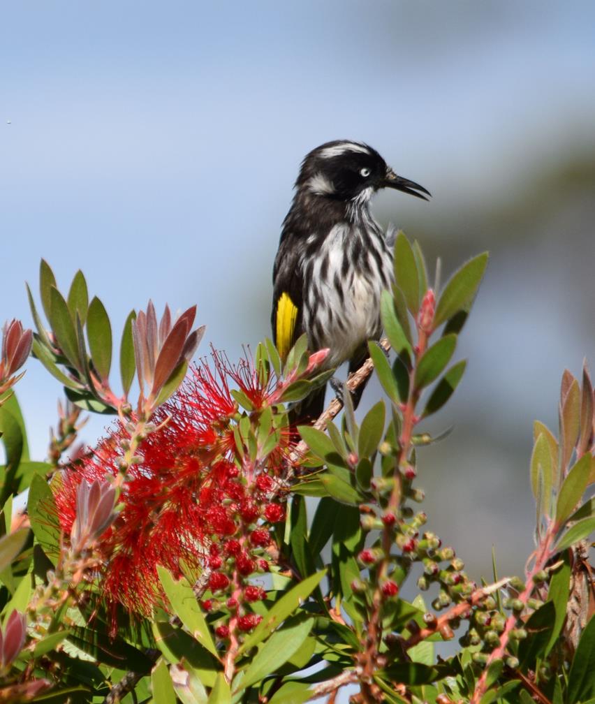 Honeyeater New Holland-0416.JPG